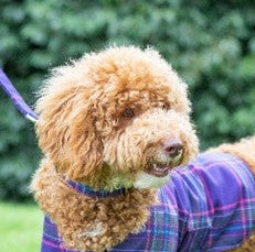Alzheimer Scotland Tartan Style Dog Collar