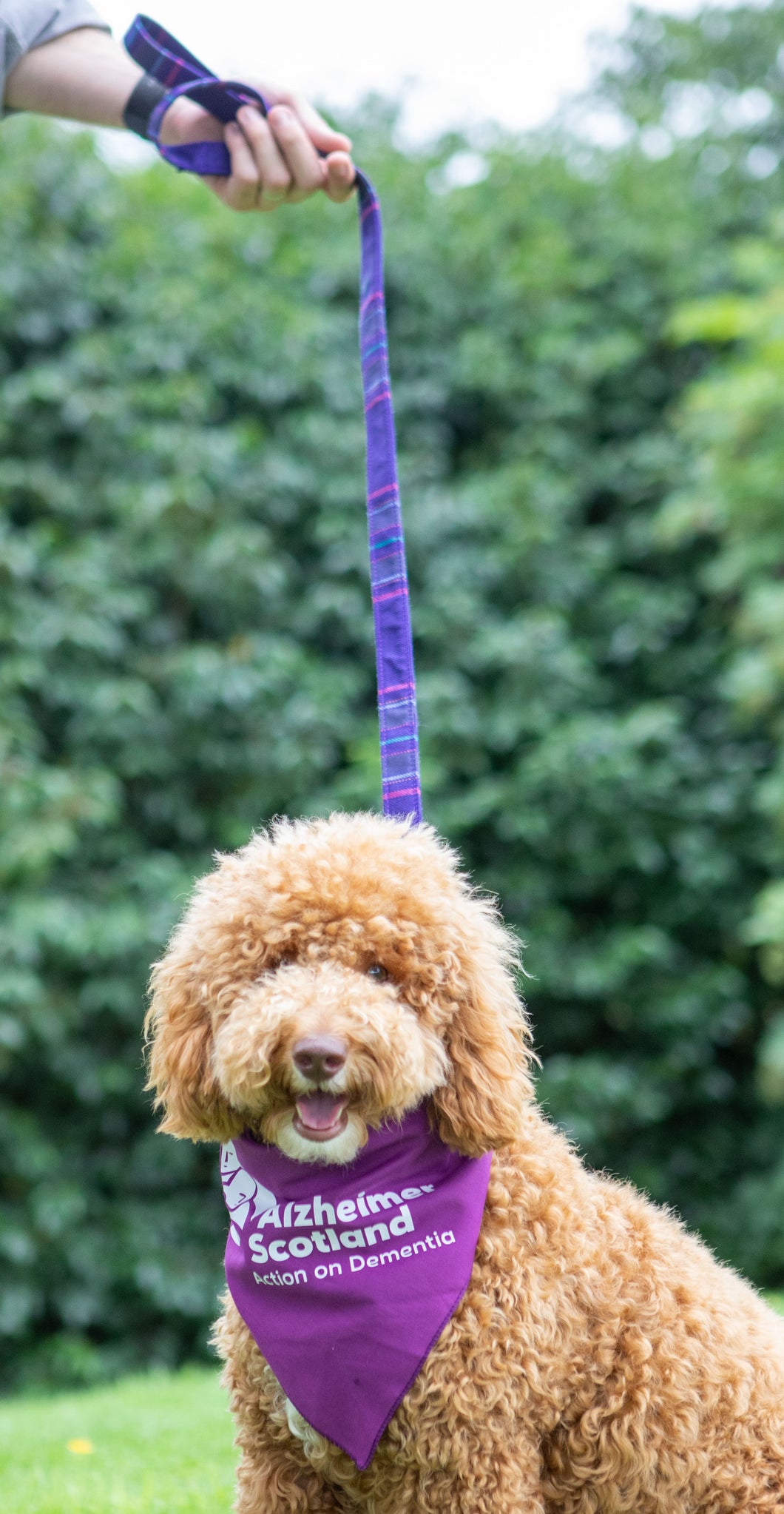 Tartan Dog Lead